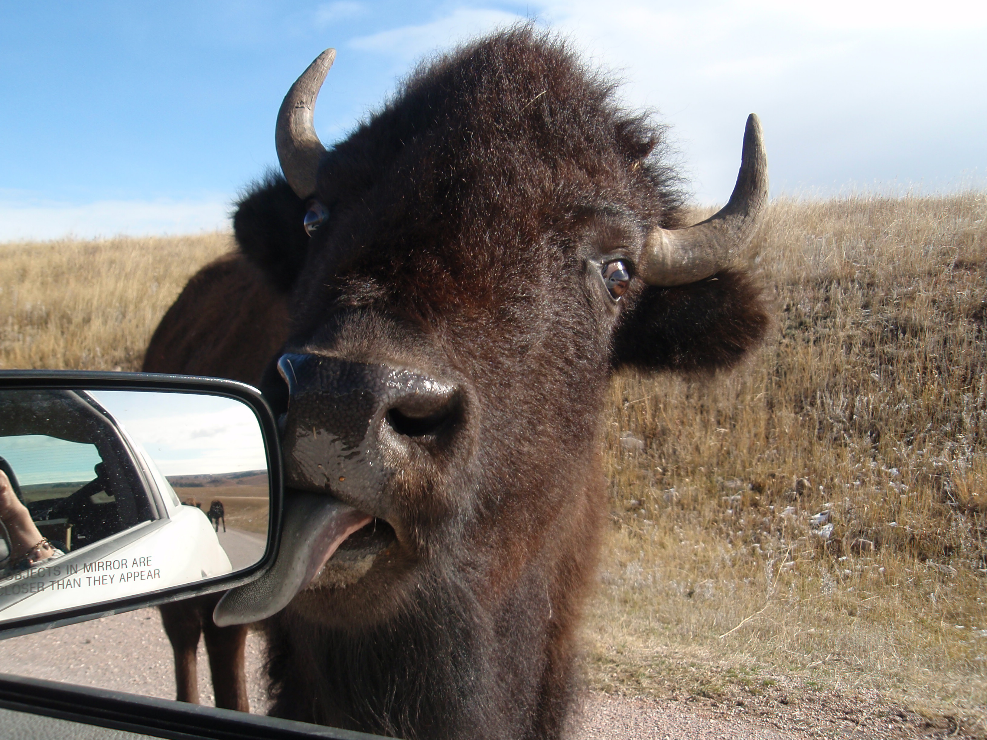 Buffalo - Custer State Park; Size=